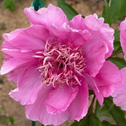raspberry Rose 23